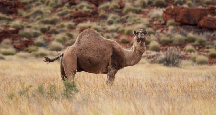 Mark Vegera | Pexels (CC)