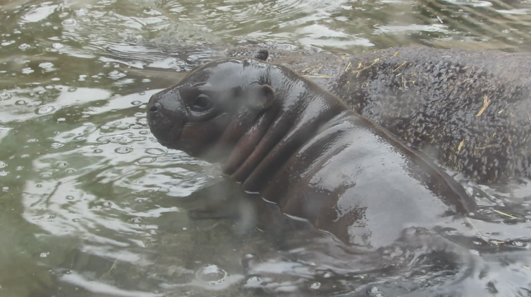 Moto Moto, el emblemático hipopótamo pigmeo de Buin Zoo fue donado a Japón  