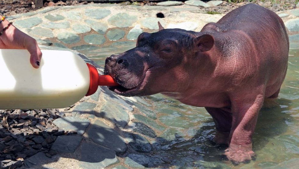 Princesa, hipopótamo nacido en 2008 en la Hacienda Nápoles | Agence France-Presse