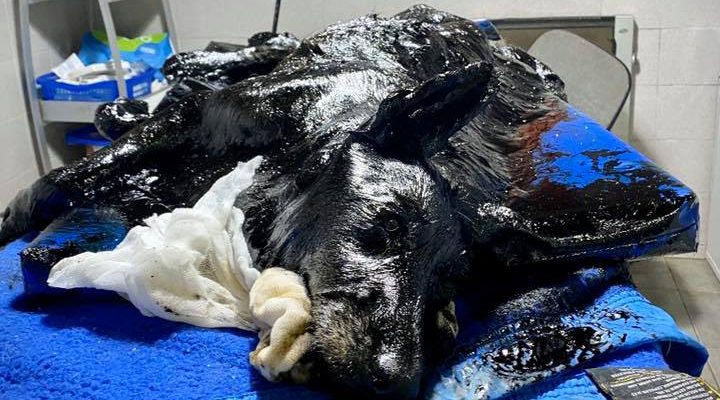 Facebook | Proyecto 4 Patas