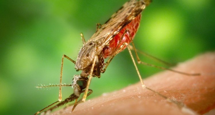 mosquito-malaria-1.jpg