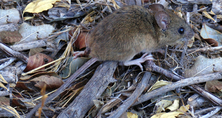 Yamil Hussein E. | Wikimedia (cc)
