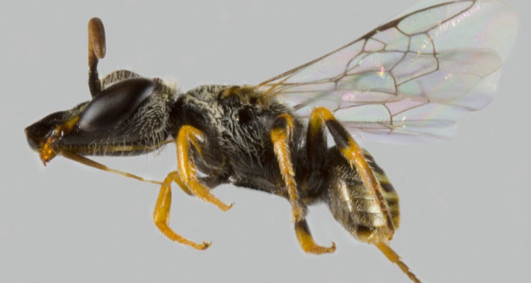 Especie bautizada como Xeromelissa sororitatis o “de la hermandad”