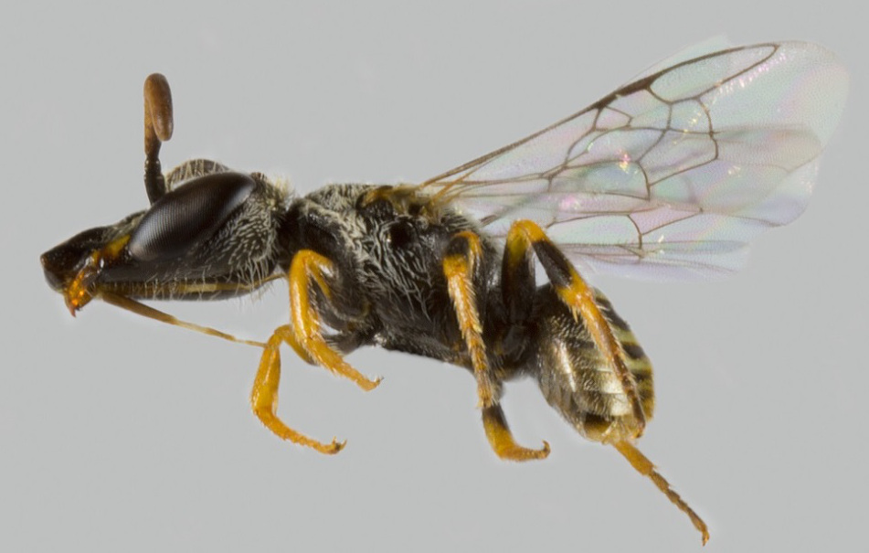 Especie bautizada como Xeromelissa sororitatis o “de la hermandad”