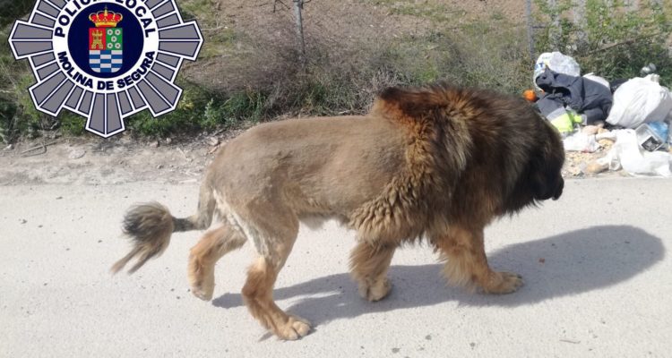 Temor en un pueblo: vecinos alertan presencia de un león en las calles,  pero resultó ser otra bestia | Sociedad | BioBioChile
