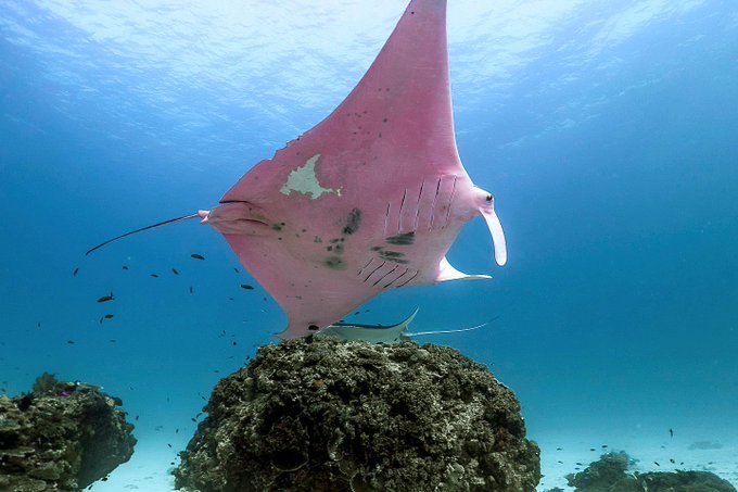 Por qué es de color rosa esta mantarraya?