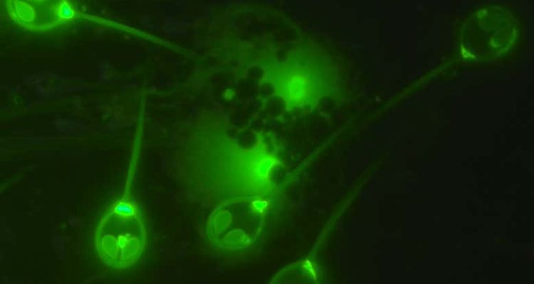 Este es el primer animal que no necesita oxígeno | Stephen Atkinson