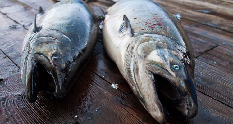 Ralph Combs | Flickr (cc)