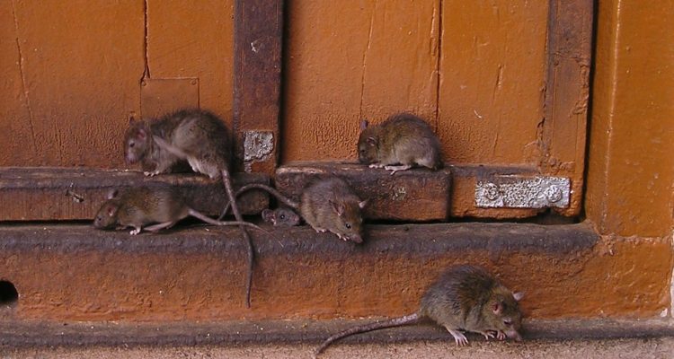 advierten-cambios-en-comportamiento-de-ratas-que-las-har-ms-visibles-que-antes-750x400.jpg