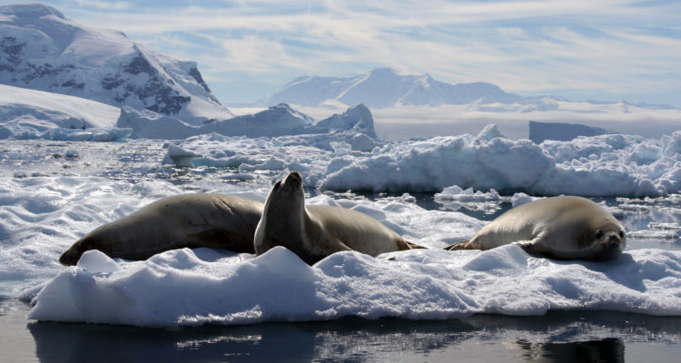 Dan Costa | Centro Ideal