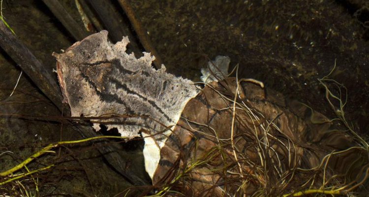 Chelus orinocensis | senckenberg.de
