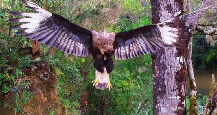 Cedida a El Alma de Cayucupil