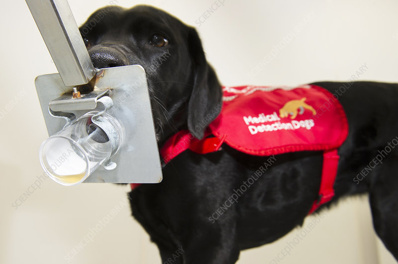 Medical Detection Dogs