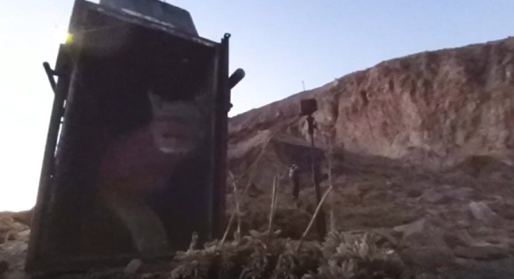 Captura de video