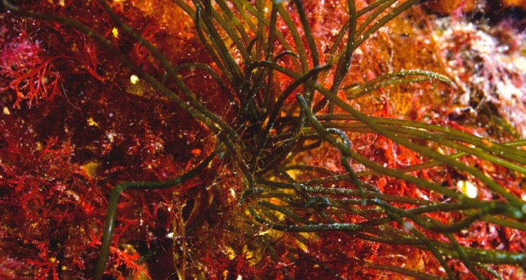 Centro de Investigación: Dinámica de Ecosistemas Marinos de Altas Latitudes – IDEAL 