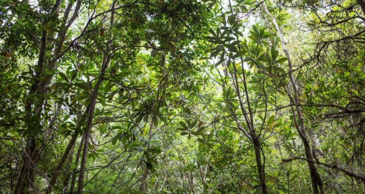 Senda Darwin | Daniel Casado