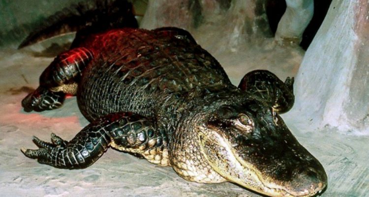 Agence France-Presse