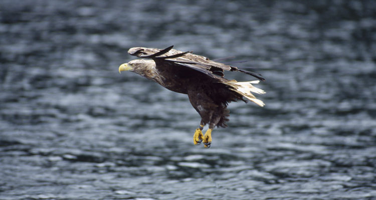 Laurie Campbell | roydennis.org/