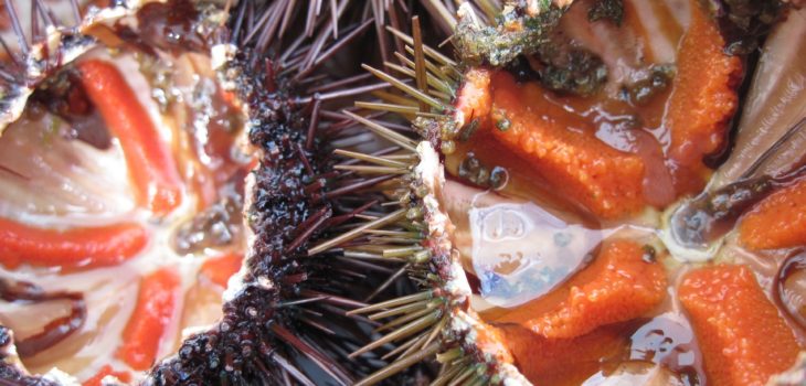 Contexto | Fresco y del Mar