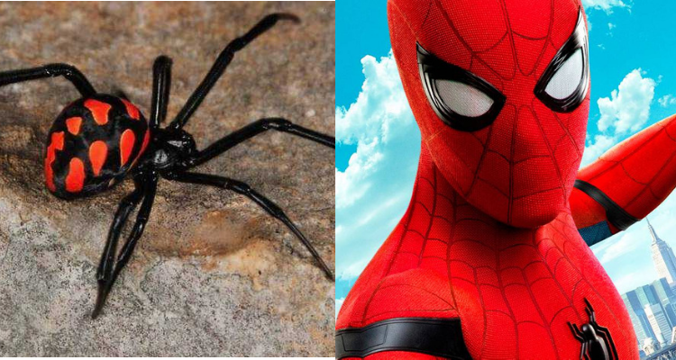 Niños se dejaron picar por una viuda negra para convertirse en Spiderman y  tuvieron graves daños | Sociedad | BioBioChile