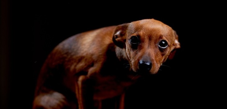 como se llama el miedo a los perros