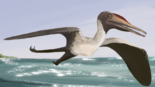 Recreación del holotipo espécimen de Pterodactylus antiquus, primer pterosaurio estudiado (CC) Wikimedia Commons