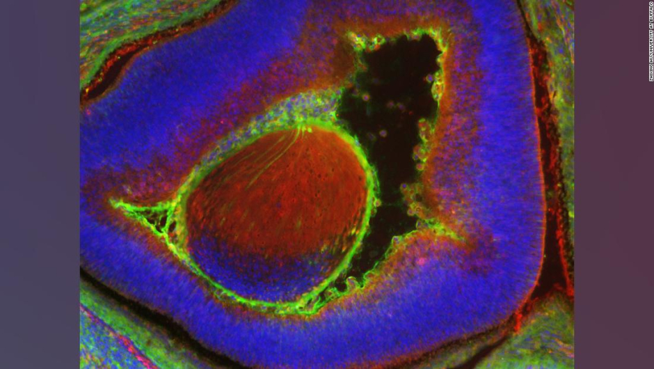 Embrión de ratón injertado