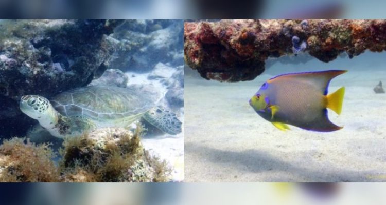 Aruba Tourism Authority para Chile y Perú