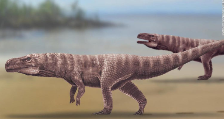Los ancestros de los cocodrilos habrían caminado sobre dos patas, según  estudio | Ciencia y Tecnología | BioBioChile