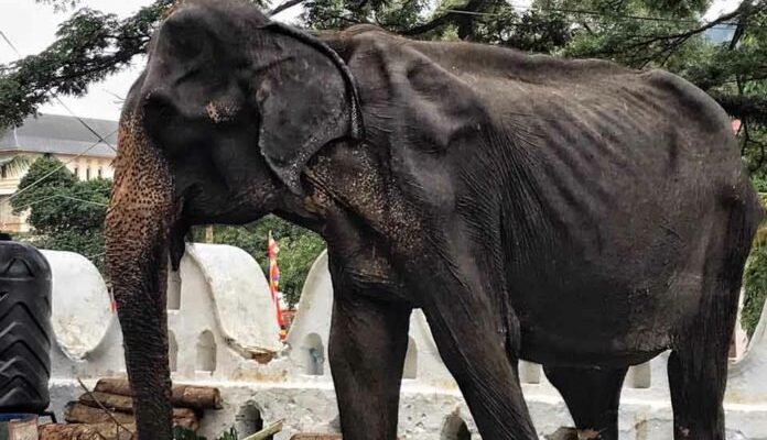 Imagen referencial | Daily Mail