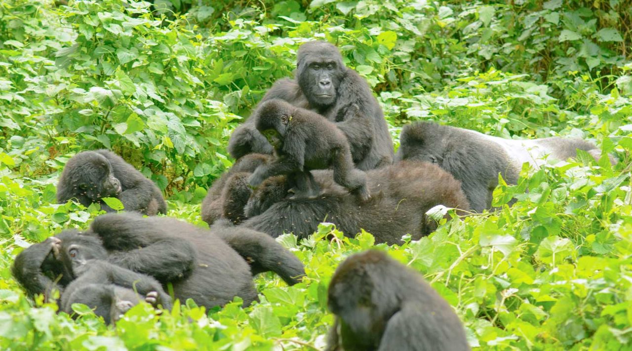 Gorilas en  Bwindi Impenetrable National Park