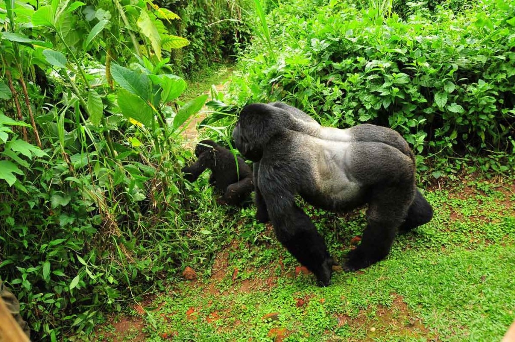 Gorilas espalda plateada |  Bwindi Impenetrable National Park