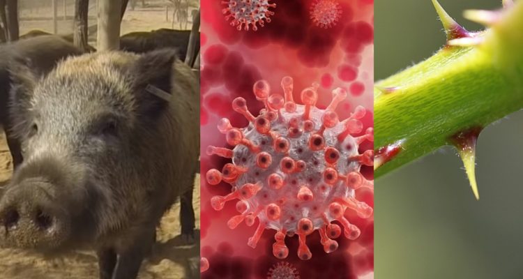 Jabalíes de Chile – Pixabay