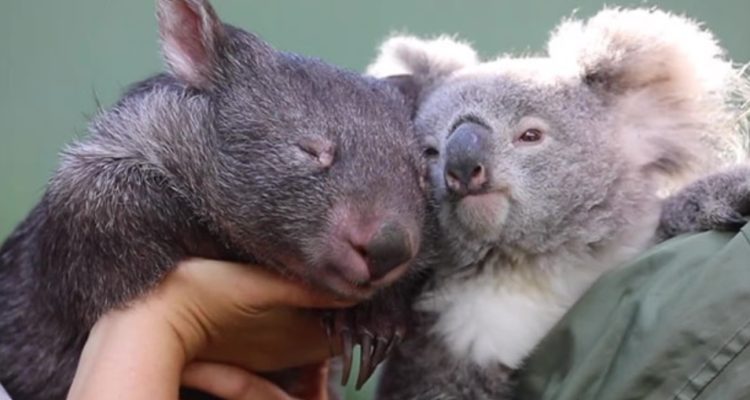 Australian Reptile Park