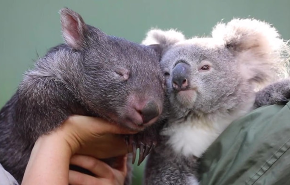 Australian Reptile Park