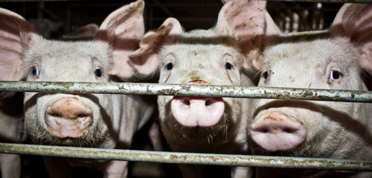 CONTEXTO | www.cerdosesclavos.org
