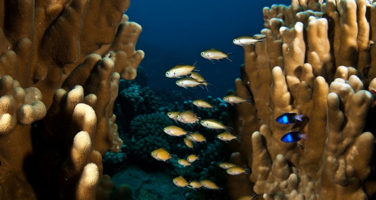 Especie Chrysiptera rapanui (azules). Al medio unos Chromis randalli | Cristian Rapu-Edmunds