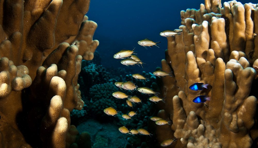 Especie Chrysiptera rapanui (azules). Al medio unos Chromis randalli | Cristian Rapu-Edmunds