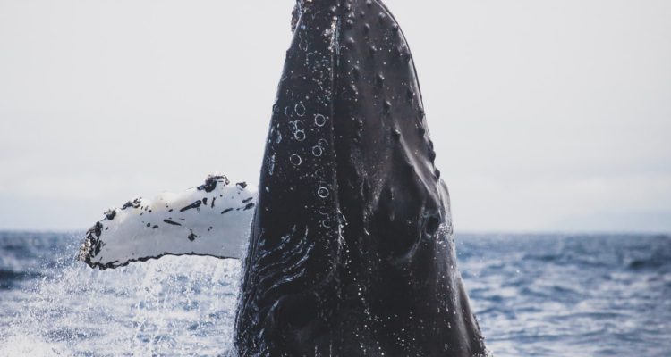 Andre Estevez | Pexels (CCO)