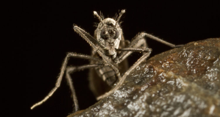 Gentileza Gonzalo Arriagada