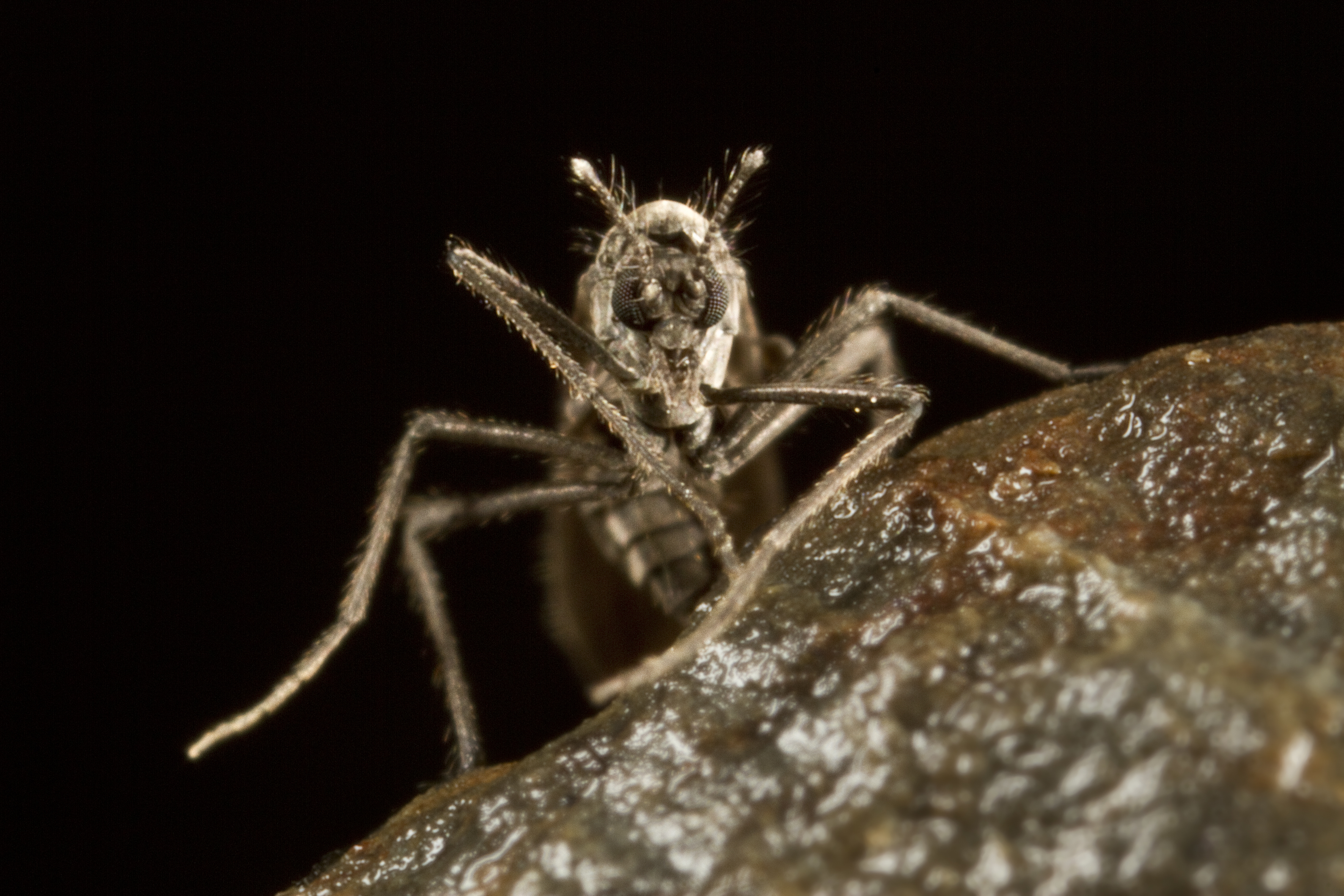 Gentileza Gonzalo Arriagada