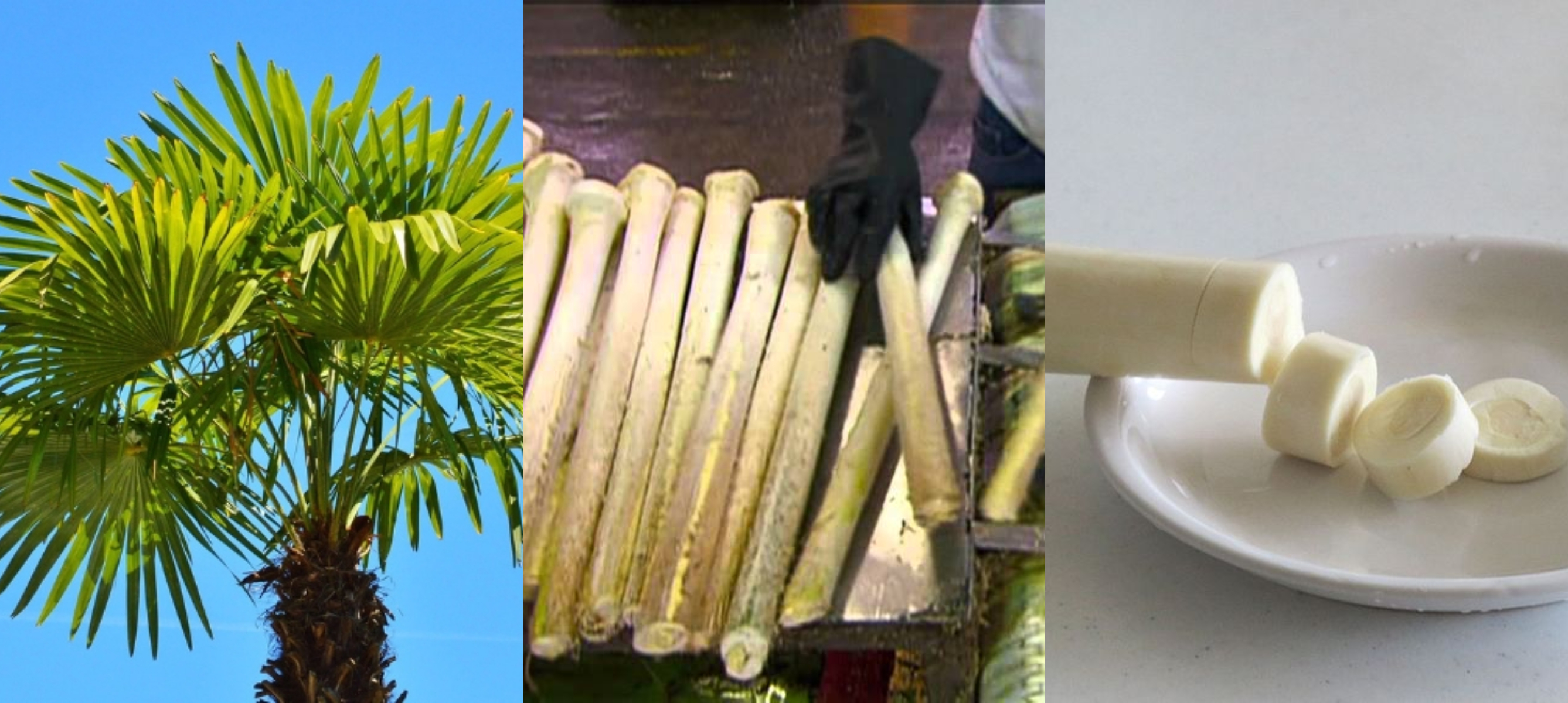 De dónde vienen los palmitos? 10 vegetales y especias que no sabías cómo  crecían (parte 2) | Sociedad | BioBioChile