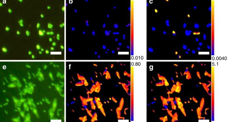 Morono et al | Nature Communications