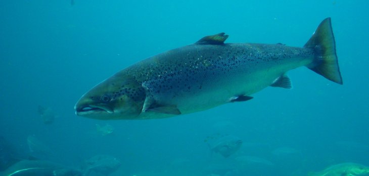 Hans-Petter Fjeld (cc)