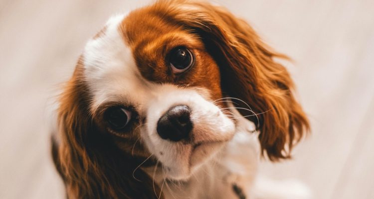 Steshka Willems | Pexels CCO)