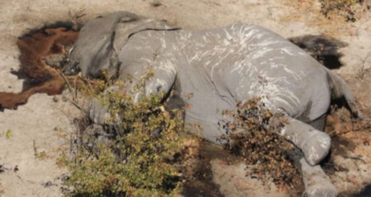 CONTEXTO | Elephants Without Borders