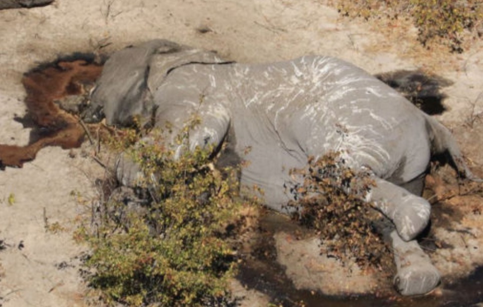 CONTEXTO | Elephants Without Borders