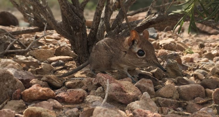 Richard Heritage | Duke University Lemur Center  
