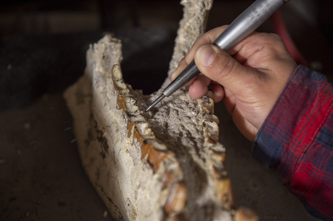  El paleontólogo ecuatoriano José Luis Román, limpia la mandíbula de un toxodon encontrado en la provincia de Azuay (Andes ecuatorianos | Agence France-Presse