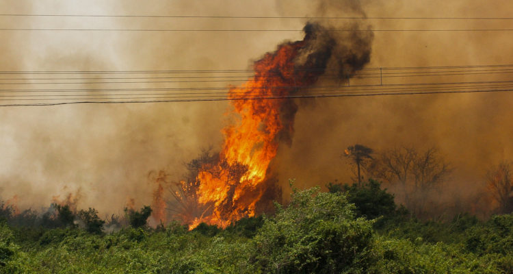Gobierno de Mato Grosso do Sul | Chico Ribeiro | Agence France-Presse